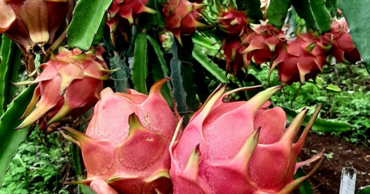 KPI Fresh Dragon Fruits