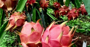 KPI Fresh Dragon Fruits